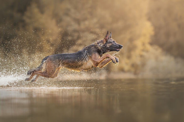 Dog jumping in the water