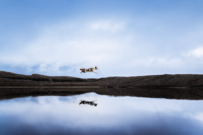 Border Colie jumping over the water