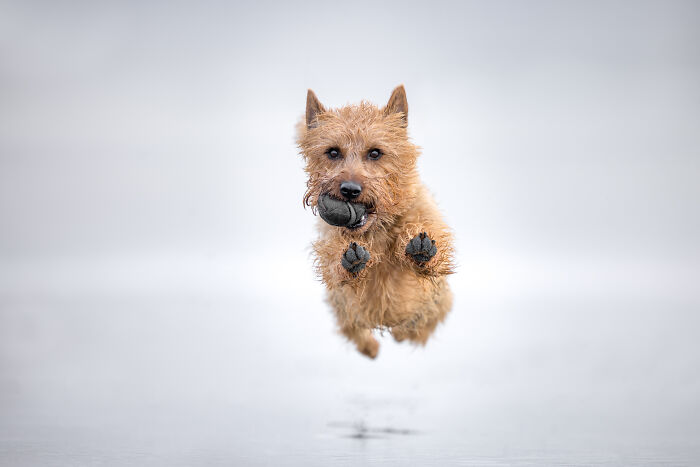 Dog running with a ball