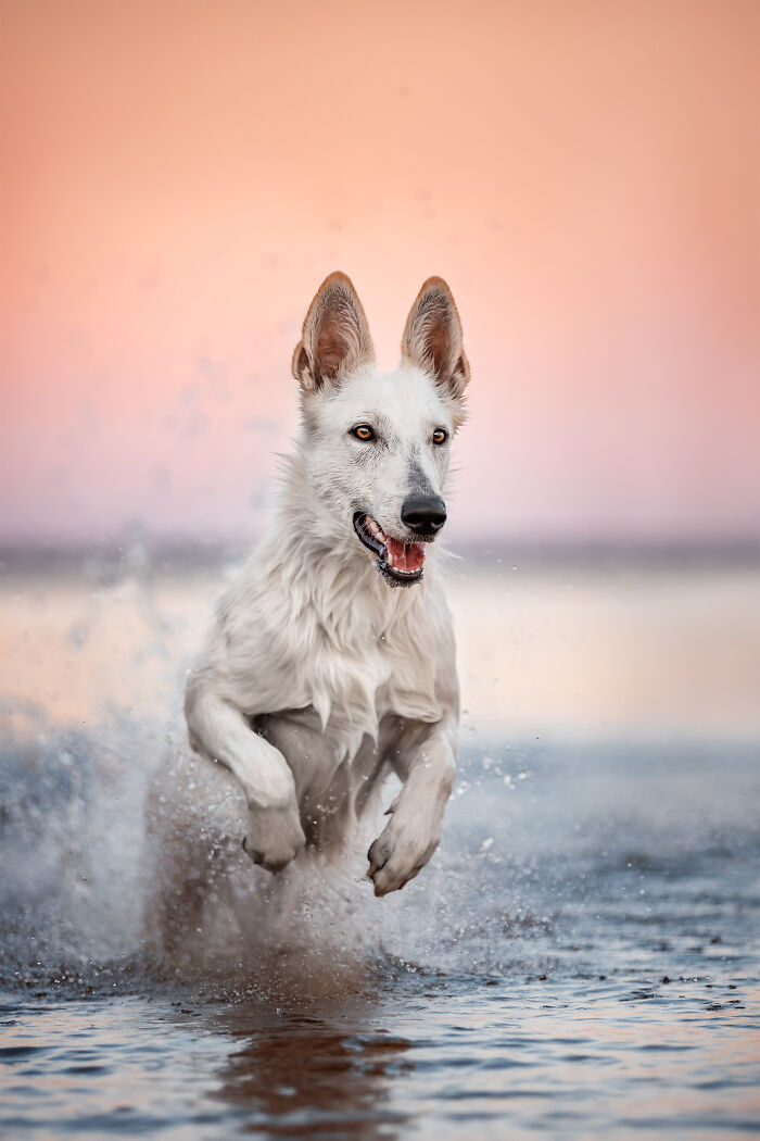 Dog jumping in the water