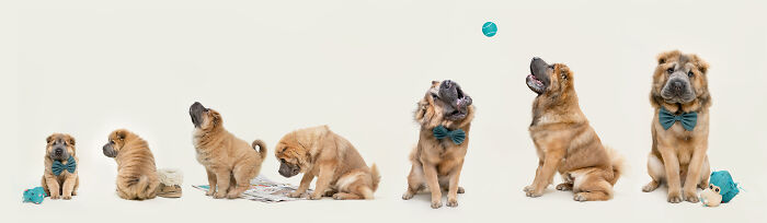 A photo sequence with a growing dog from puppy to a big dog