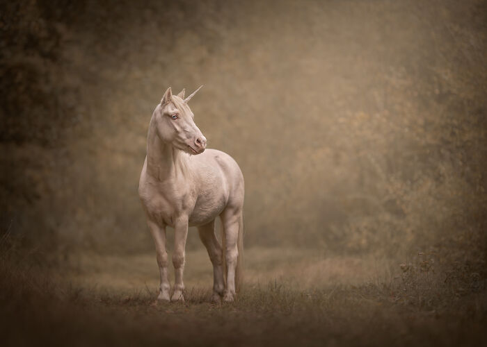 A unicornin the field