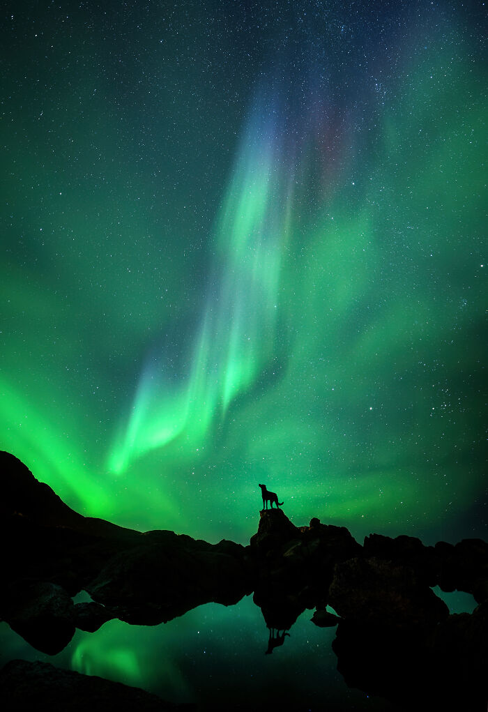 Aurora Borealis and the dog