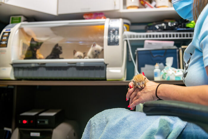 An image of little tittens in the intensive care