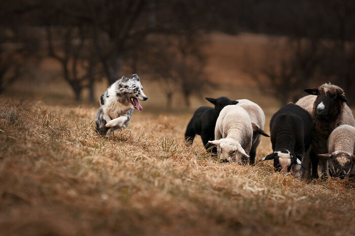 Border Collie shepard and his sheep