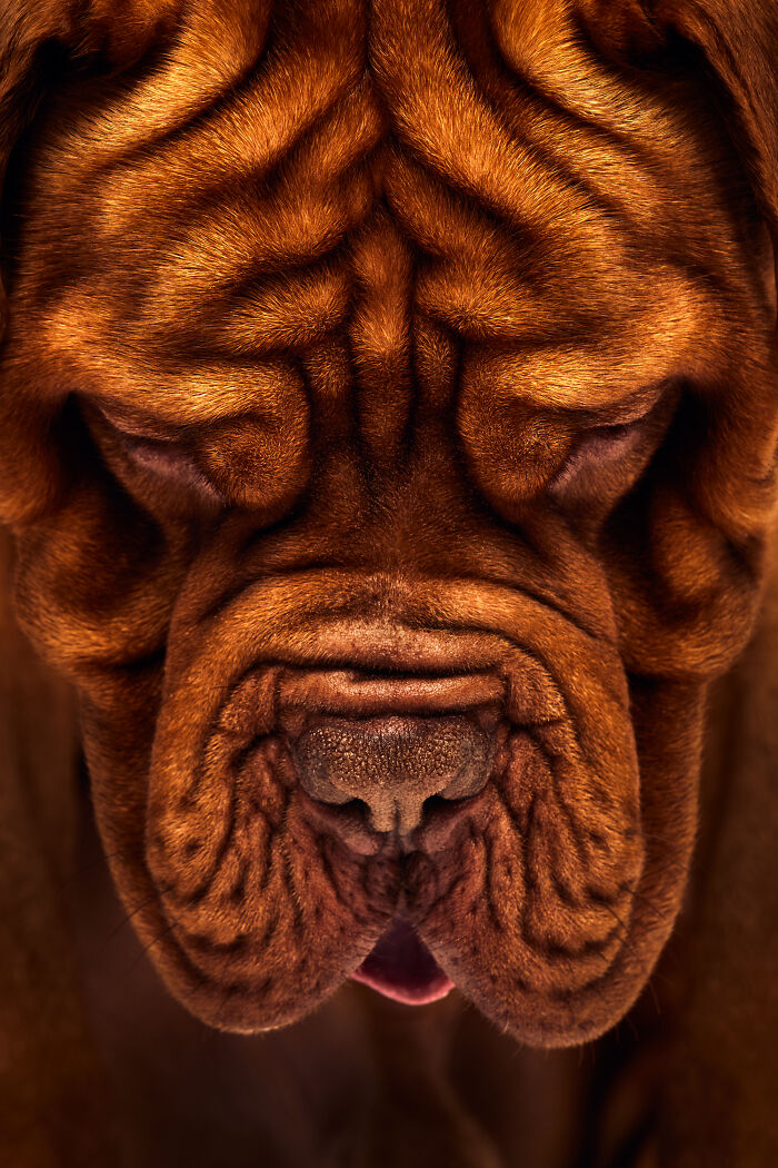 Wrinkled dog's face