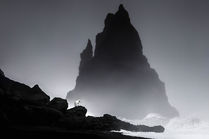 White dog and the moody sea