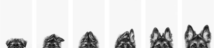 German Shepard Snapshots