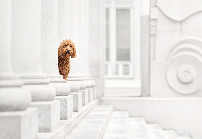 Brown poddle surrounded by white architecture
