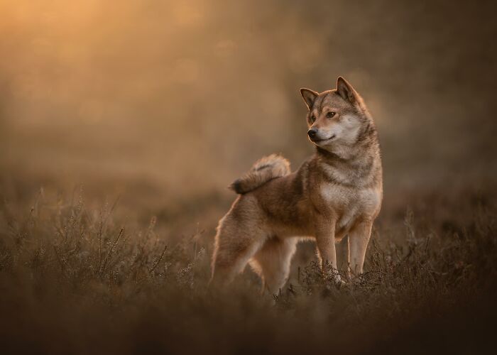 Dog posing in the field