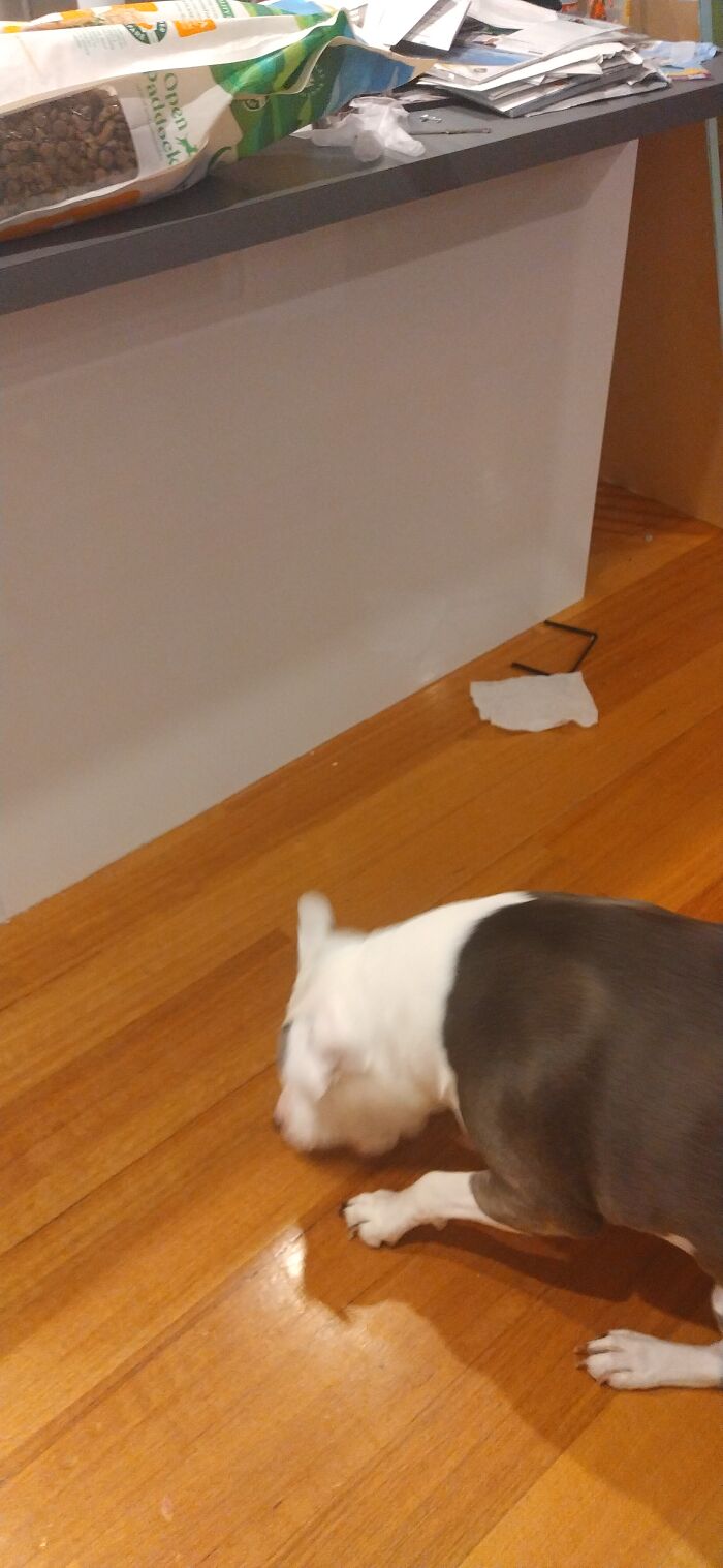 My Dumb Dog Eating Some Cheese