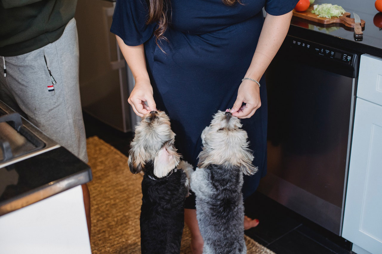 Woman feeding two dogs in the kitchen
