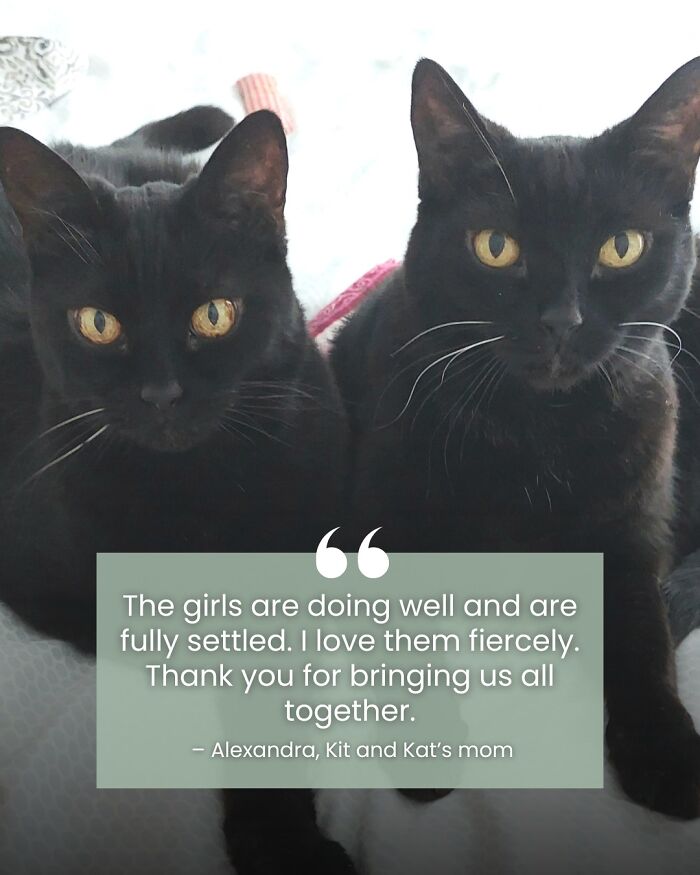 Angela Rafuse Is A Founder Of &lsquo;My Grandfather&rsquo;s Cat Charity&rsquo;, Helping Seniors To Rehome Their Pets