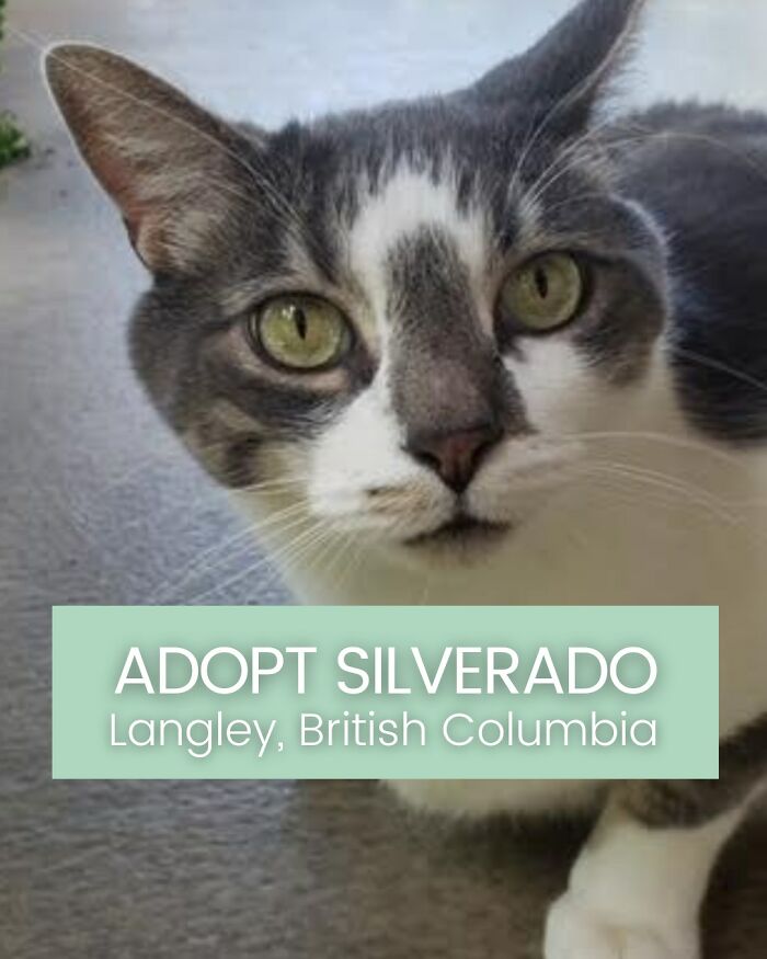 Angela Rafuse Is A Founder Of &lsquo;My Grandfather&rsquo;s Cat Charity&rsquo;, Helping Seniors To Rehome Their Pets