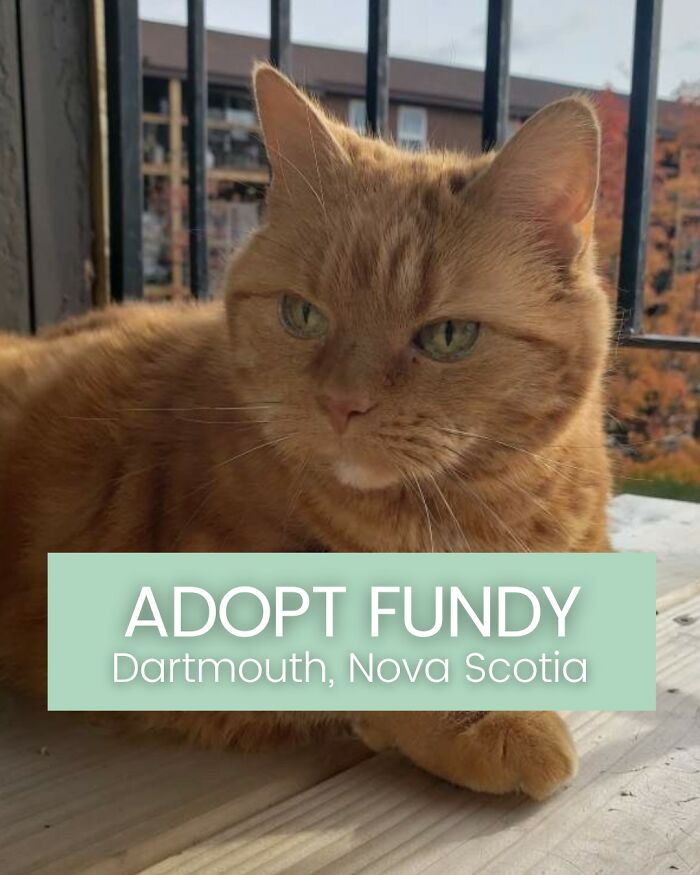 Angela Rafuse Is A Founder Of &lsquo;My Grandfather&rsquo;s Cat Charity&rsquo;, Helping Seniors To Rehome Their Pets