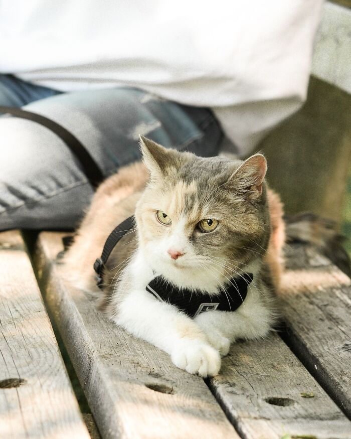 Angela Rafuse Is A Founder Of &lsquo;My Grandfather&rsquo;s Cat Charity&rsquo;, Helping Seniors To Rehome Their Pets