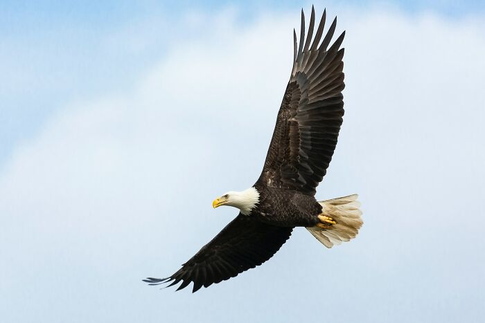 bald eagle flying