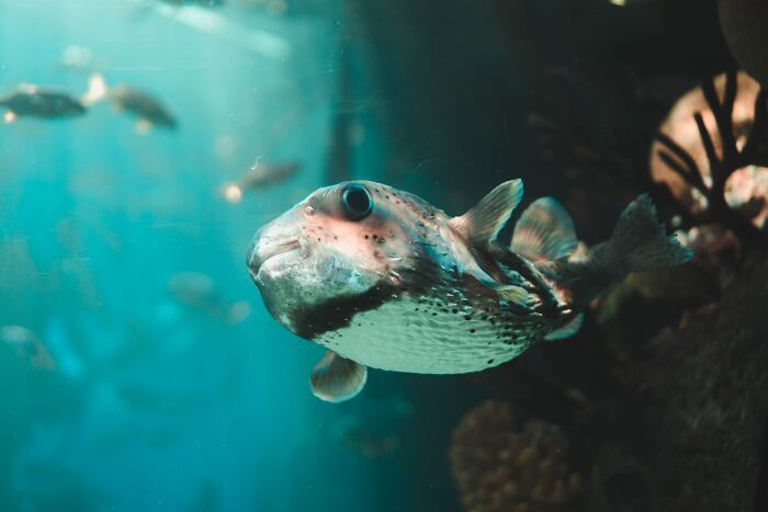 Porcupine fish swimming