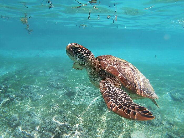 sea turtle swimming