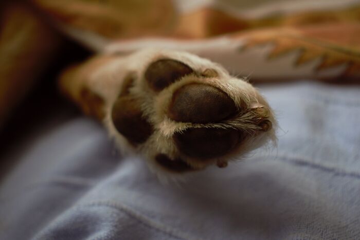 dog paw
