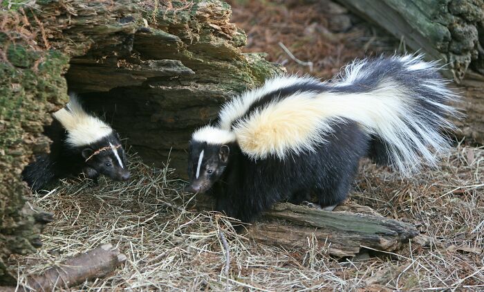 Skunks in wild
