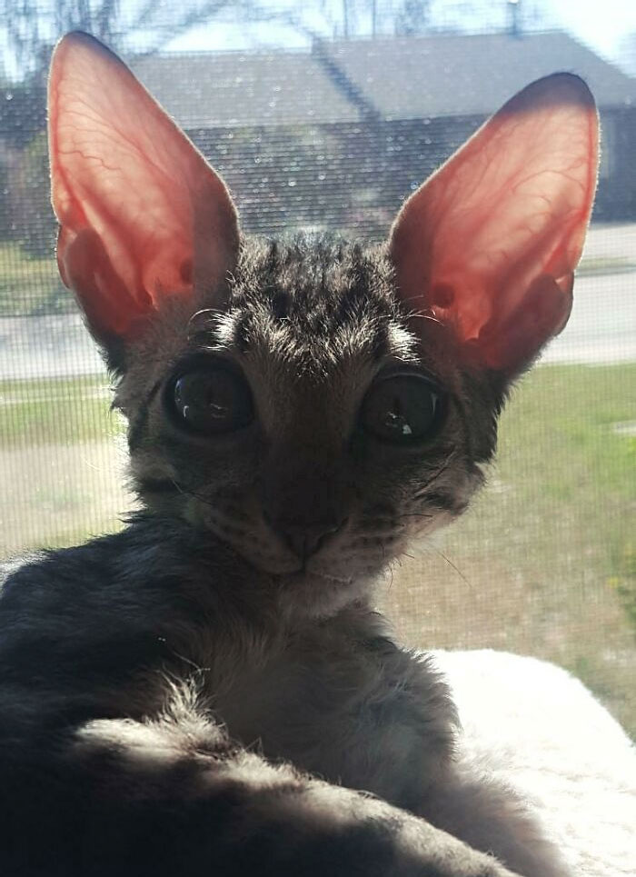 Cat with enormous ears and large dark eyes sitting by a window, showcasing unusual animal ear size.