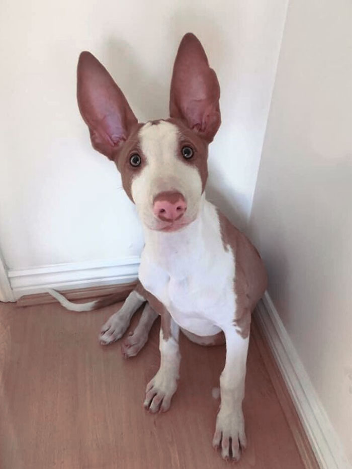Dog with unusually large ears sitting against a white wall on a wooden floor, showcasing animals with enormous ears.