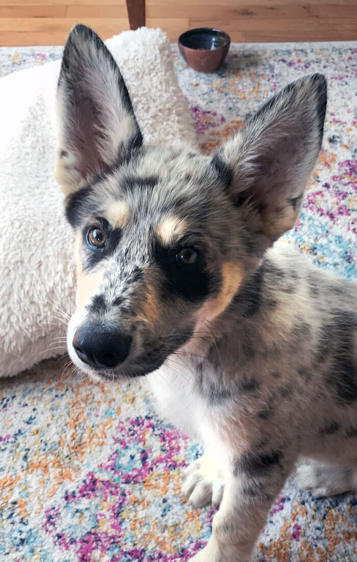 Cute dog with enormous ears sitting on a colorful rug indoors, showcasing animals gifted with oversized ears.