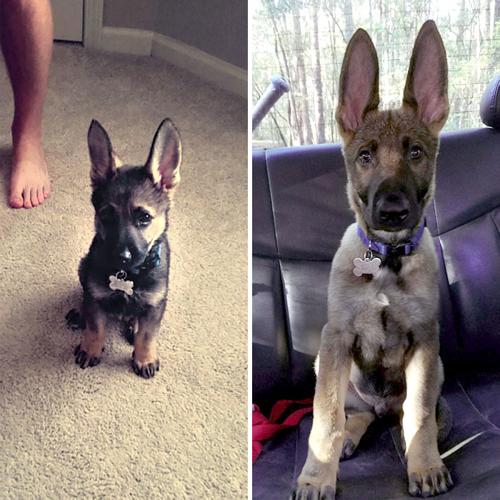 German Shepherd puppy with oversized ears sitting indoors on carpet and later on a car seat showcasing enormous ears.