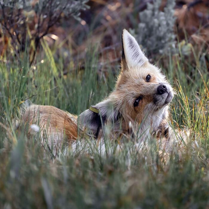 Getting A Good Scratch Behind The Ear