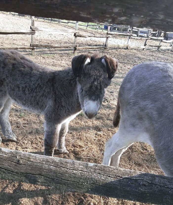 Young donkey with unusually large ears standing in a fenced dirt enclosure alongside another animal with big ears