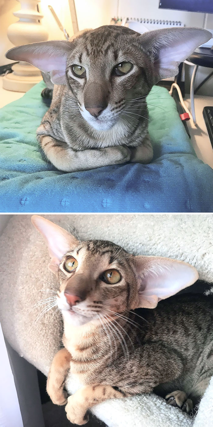 Two cats with enormous ears resting comfortably on soft surfaces, showcasing animals gifted with oversized ears.