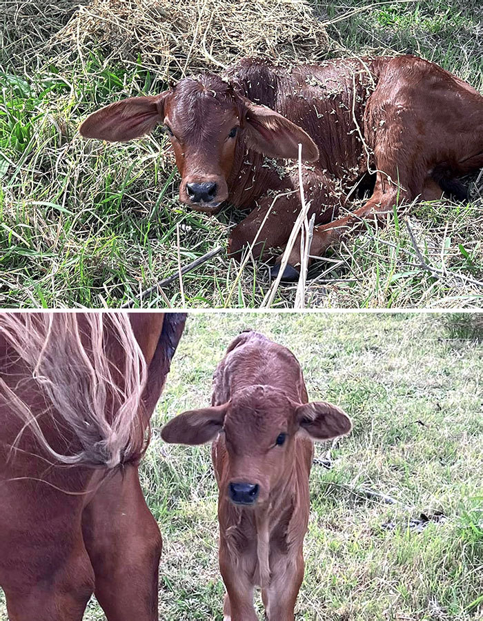 Two calves with enormous ears resting and standing in grassy outdoor settings, showcasing unique animal features.