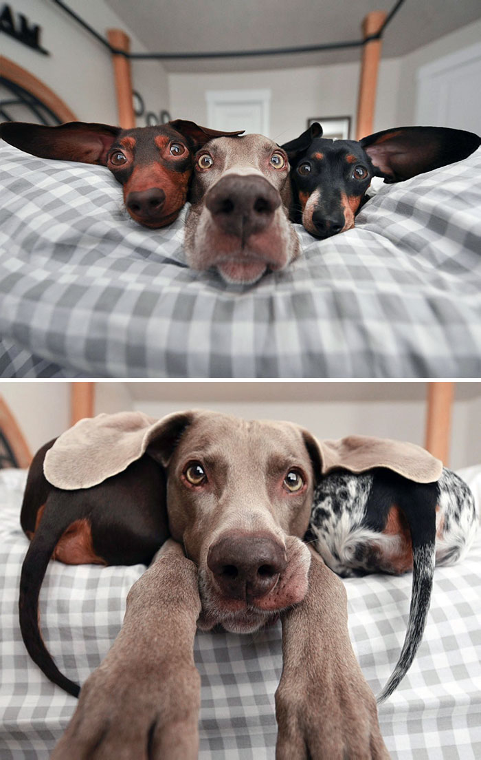 Three dogs with oversized ears resting on a bed, showcasing animals gifted with enormous ears in close-up photos.