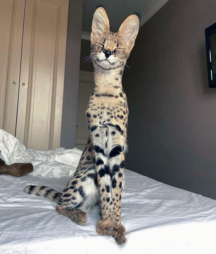 Serval cat with enormous ears sitting on a bed in a room, showcasing unusual animal ear size.