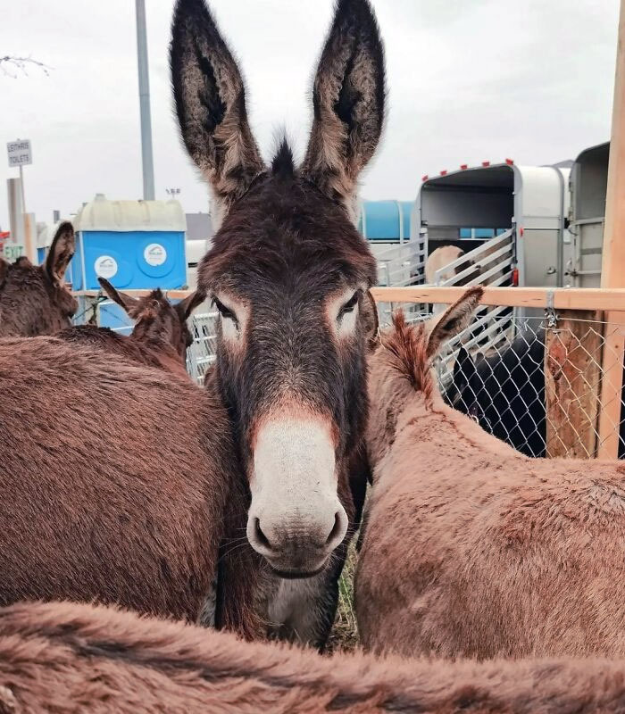 Donkey with enormous ears standing among other donkeys in an outdoor fenced area near trailers.
