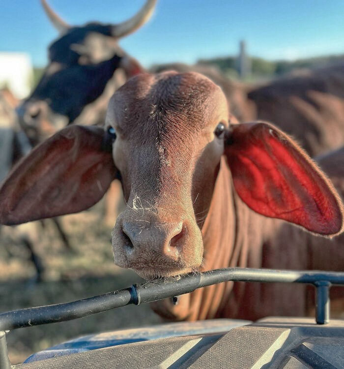 Young cow with a few sizes too big ears standing near a metal fence on a sunny day.