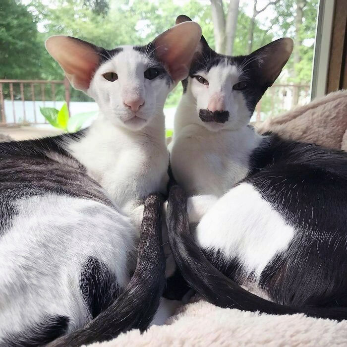Two black and white cats with a few sizes too big ears resting together near a window with greenery outside.