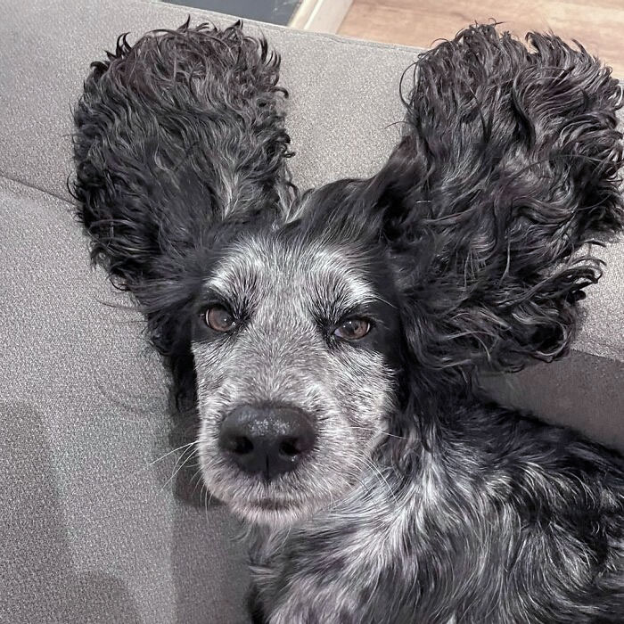 Dogmouse Or Dogiphant