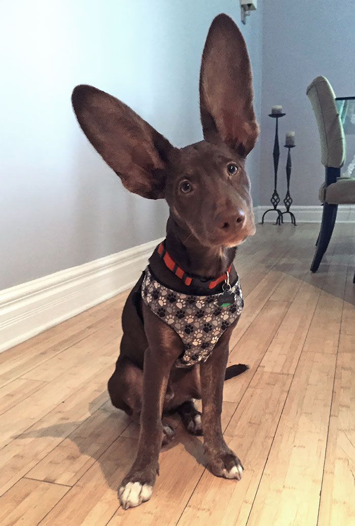 Brown dog with huge ears wearing a patterned harness sitting on a wooden floor inside a home, showcasing oversized animal ears.