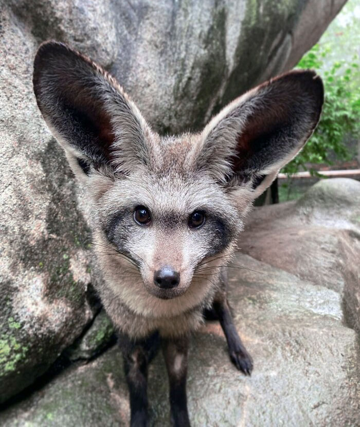 Fox with enormous ears standing on rocks, showcasing animals gifted with oversized ears for enhanced hearing.