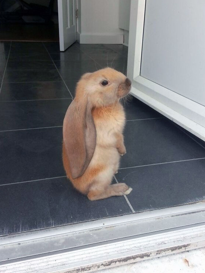 Small brown rabbit with enormous ears sitting upright near a doorway showcasing animals with enormous ears.
