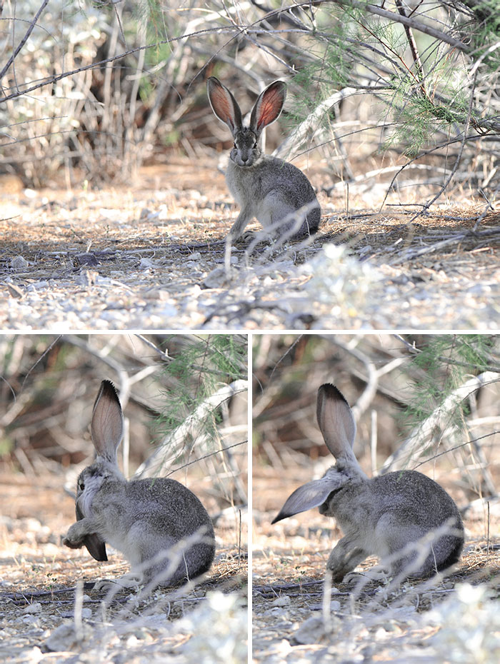 A wild rabbit with enormous ears sitting and grooming itself in a natural dry, rocky habitat with sparse vegetation.