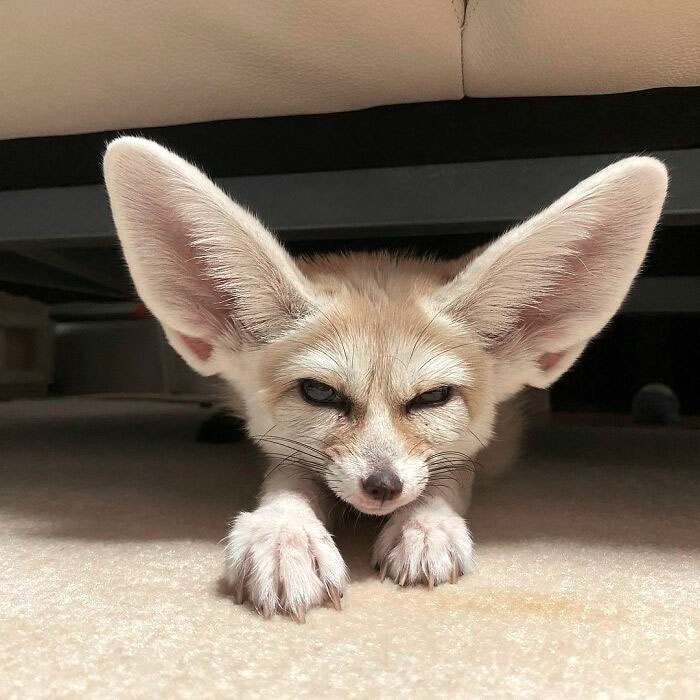Fennec fox with enormous ears peeking out from under a piece of furniture, showcasing animals gifted with large ears.