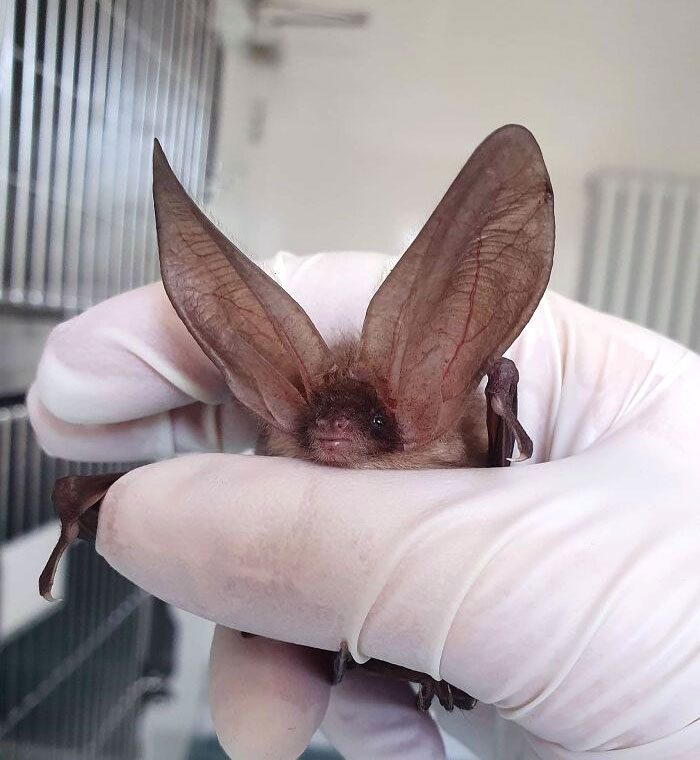Small bat with enormous ears held gently by a gloved hand, showcasing animals with oversized ears.