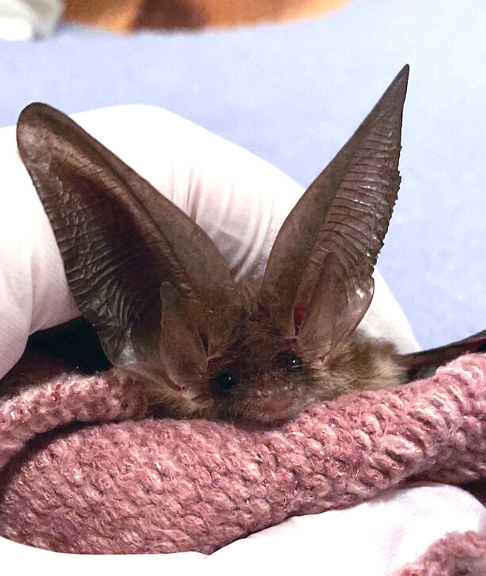 Small bat with enormous ears resting on a pink cloth, showcasing unique large ear features among animals.