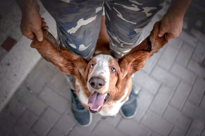 Dumbo - The Flying Dog