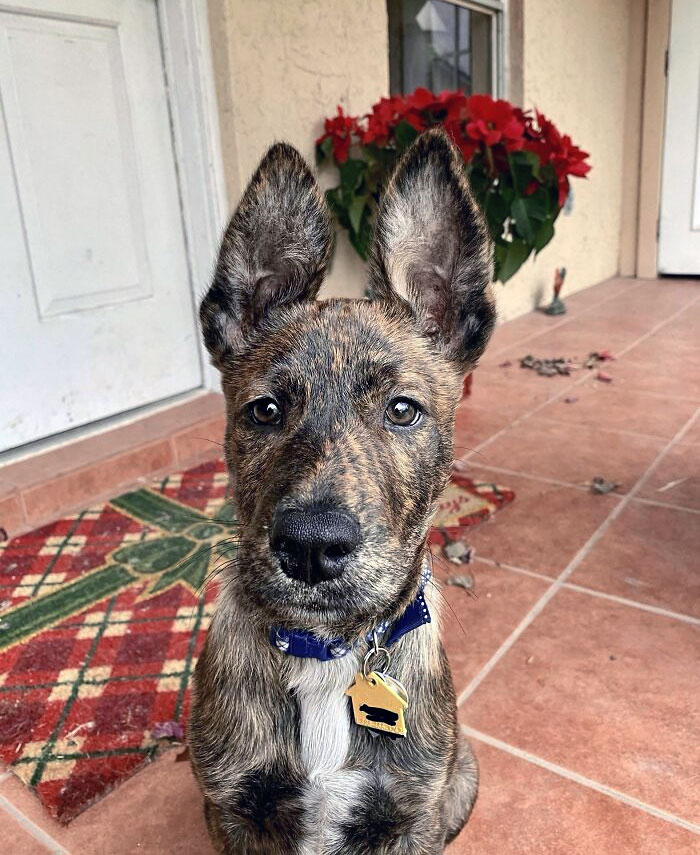 Brindle dog with enormous ears sitting on a tiled porch near a red and green patterned rug and poinsettia plant.