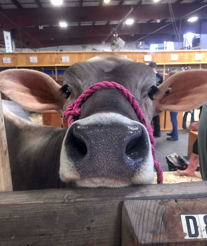 Close-up of a cow with enormous ears and a pink rope halter, showcasing animals gifted with large ears at an indoor livestock show.