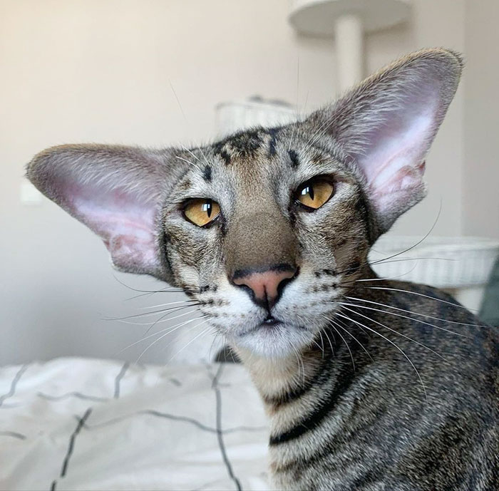 Cat with enormous ears and golden eyes resting indoors on a bed with a grey and white patterned blanket.